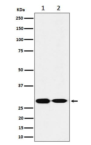 SNAP29 Rabbit mAb