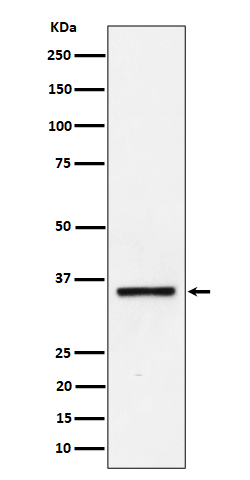 Kallikrein 8 Rabbit mAb