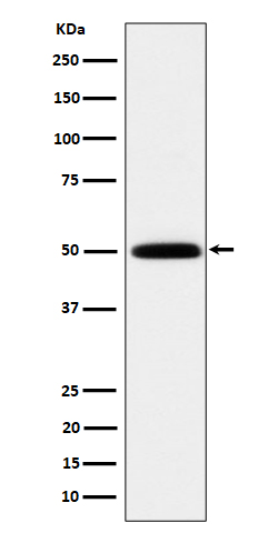 HARS Rabbit mAb