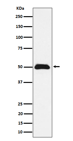 CCDC98 Rabbit mAb