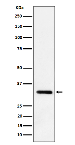 IL-33 Rabbit mAb