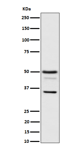 Bag1 Rabbit mAb