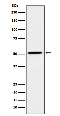 HNF-4-alpha Rabbit mAb