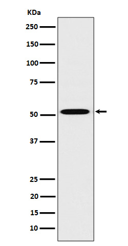 HNF-4-alpha Rabbit mAb