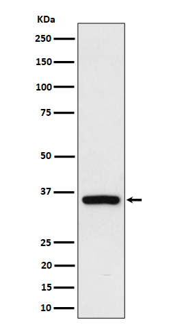 Rad51D Rabbit mAb