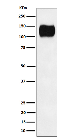 ICAM3 / CD50 Rabbit mAb