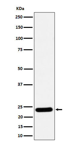 RAB5C / RABL Rabbit mAb