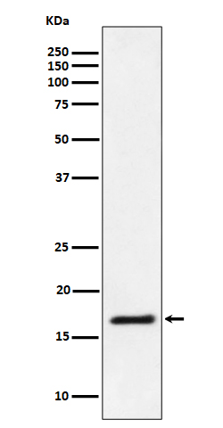 Ube2L3 / UBCH7 Rabbit mAb