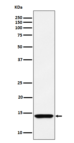 HINT1 Rabbit mAb