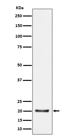 CSN8 Rabbit mAb