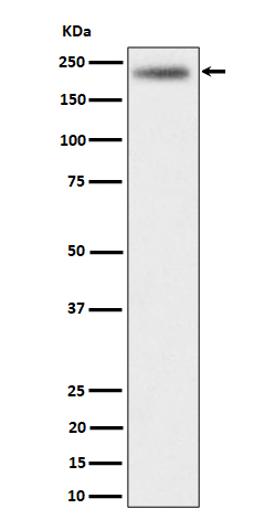 DENN Rabbit mAb