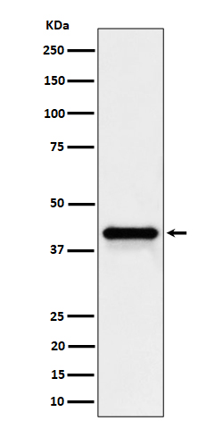 Wnt16 Rabbit mAb