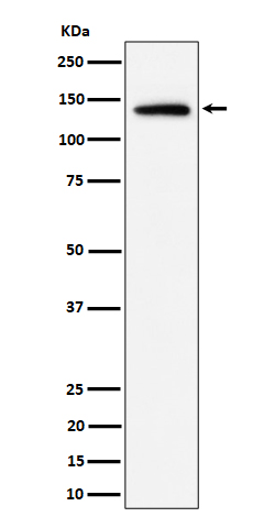 Importin 9 / RANBP9 Rabbit mAb