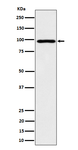 AKAP 95 Rabbit mAb