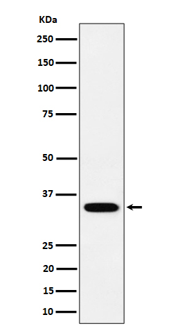 PPCS Rabbit mAb