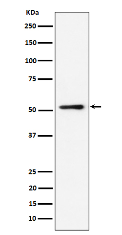 NUP50 Rabbit mAb