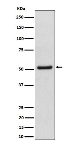 NUP50 Rabbit mAb