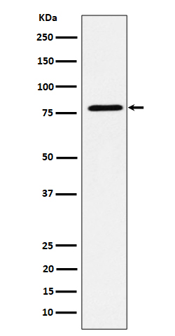 EXOC3 Rabbit mAb