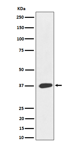 MAS1L Rabbit mAb