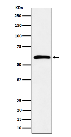 Syndecan 3 Rabbit mAb