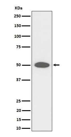 CEP43 Rabbit mAb