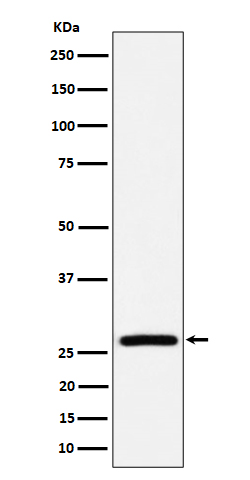 AK2 Rabbit mAb