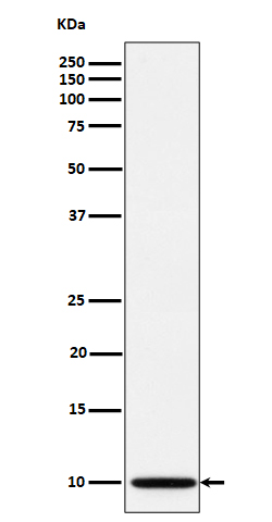 NDUFA1 Rabbit mAb