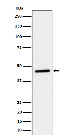 TAPP1 Rabbit mAb