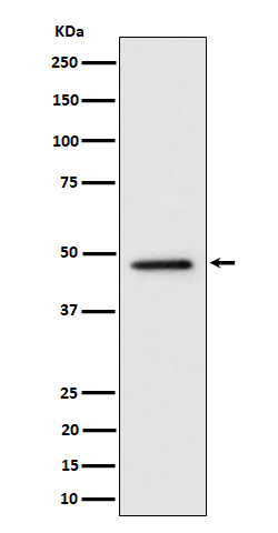 TOR4A Rabbit mAb