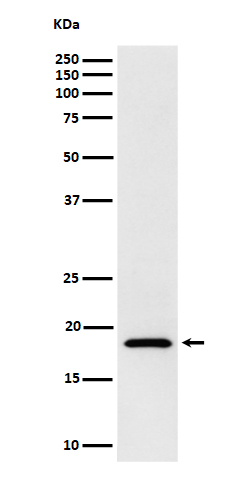 eIF1A Rabbit mAb