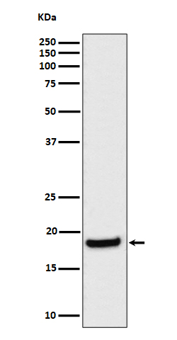 eIF1A Rabbit mAb