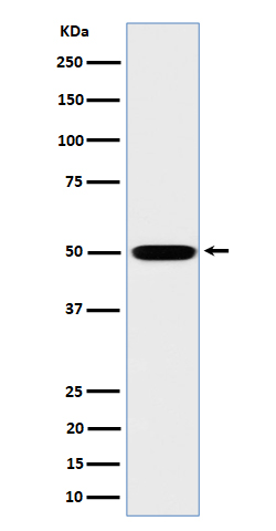 MST4 Rabbit mAb