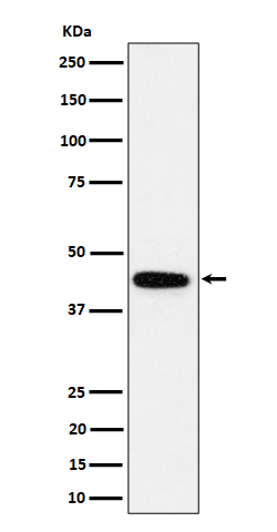 GALT Rabbit mAb