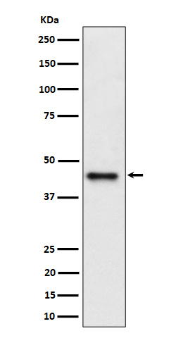 DAZAP1 Rabbit mAb