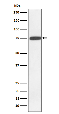 GNE Rabbit mAb