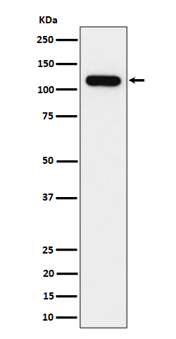 NOLC1 Rabbit mAb