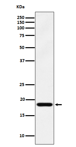 EMC4 Rabbit mAb