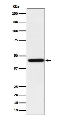 Homer1 Rabbit mAb