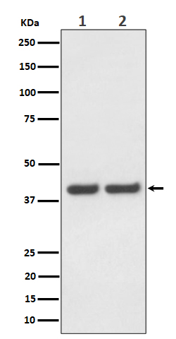 FAM50A Rabbit mAb