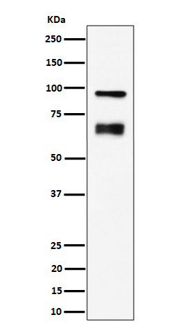 TAGAP Rabbit mAb