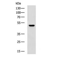 CHRM4 Antibody