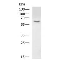 HAS1 Antibody