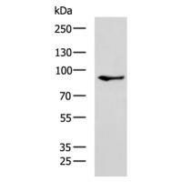 PARP8 Antibody