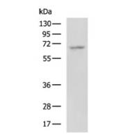 POU6F2 Antibody