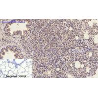 caspase 1 Antibody