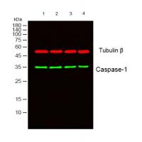 caspase 1 Antibody