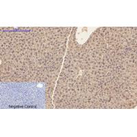 caspase 1 Antibody