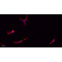 caspase 1 Antibody