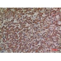 CD85g Polyclonal Antibody