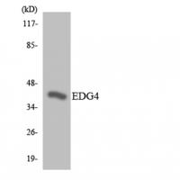 EDG-4 Polyclonal Antibody